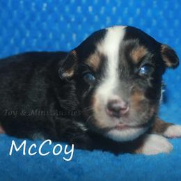 McCoy - Blue merle male Toy Australian Shepherd puppy in Godley, Texas from Flying H Toy and Mini Aussies