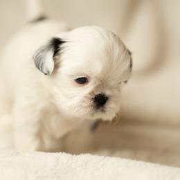 Shih Tzu Puppies from Good Lil Shih Tzu