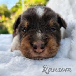 Girl 1 - Red tri female Miniature Australian Shepherd puppy in Muskogee, Oklahoma from Tagalong Lane Australian shepherds