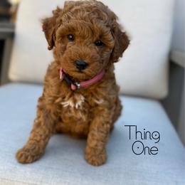 Thing One - Red  female Goldendoodle puppy in Sacramento, California from Dandy Doodles Goldendoodles