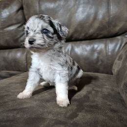 Hershey Kiss - Blue merle female Aussiedoodle puppy in Doerun, Georgia from Twig and Tail Puppies