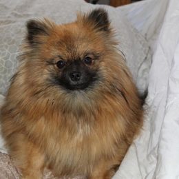 Geisha - Pomeranian