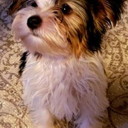 French Bulldogs and Yorkshire Terriers from Yorkies Living in Virginia