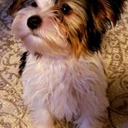 French Bulldogs and Yorkshire Terriers from Yorkies Living in Virginia
