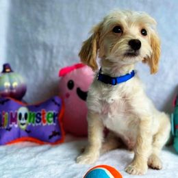 Olaf - Cream male Maltipoo puppy in Palm Coast, Florida from Fiesta Pups