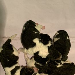 Girl 1 - White black and tan female Wire Fox Terrier puppy in Acton, Massachusetts from Far Echo Fox Terriers