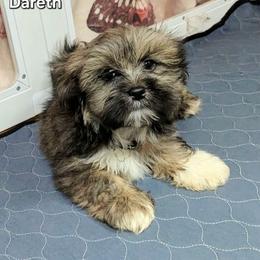 Dareth - Brown male Lhasa Apso puppy in Jefferson, New York from Absolute Lhasa Love