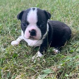 Willa - Black and white female Boston Terrier puppy in Fillmore, Illinois from Wind Hill Puppies