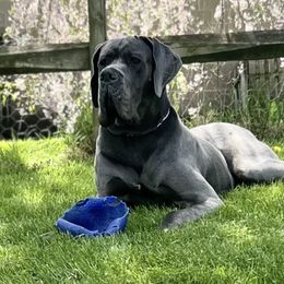 Bronx - Great Dane