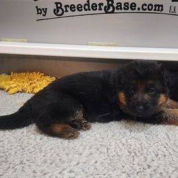 Girl 2 - Black and red German Shepherd puppy in Clifton, Virginia from Von Haus Wisen Baker German Shepherds