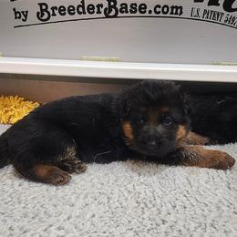 Girl 2 - Black and red German Shepherd puppy in Clifton, Virginia from Von Haus Wisen Baker German Shepherds