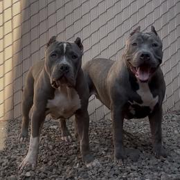American Bully Puppies from M&M XL Bully Kennel