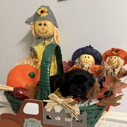 Ginger - Black female Shih Tzu puppy in Boiling Springs, South Carolina from Sherry Whiteside's Shih Tzus