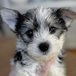 Boy1 - Chocolate, tan and white male Yorkshire Terrier puppy in Bolton, Connecticut from Elle Yorkies