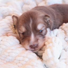 Ghirardelli - Brown and white male Siberian Husky puppy in Bly, Oregon from Hill Top Huskies