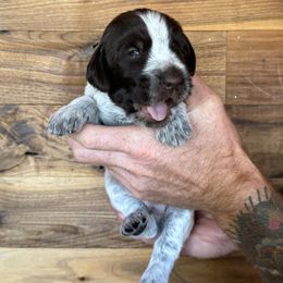 Tick - Brown and gray male Wirehaired Pointing Griffon puppy in Norwood, Colorado from DOGS COUNTRY GRIFFS