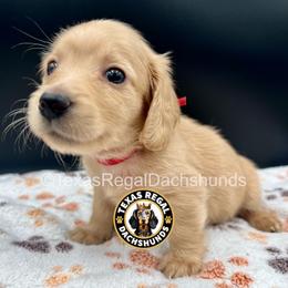 Parker - Cream male Dachshund puppy in Houston, Texas from Texas Regal Dachshunds LLC