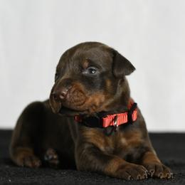 Ambrosia - Red and rust female Doberman Pinscher puppy in Overton, Texas from Obsidian Kennel