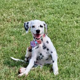 Trixie - White and black female Dalmatian puppy in Mt. Vernon, Texas from Double B