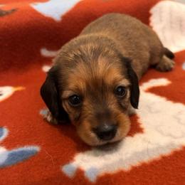 Roman - Red male Dachshund puppy in Clarksdale, Mississippi from Bo Didley's Doxies