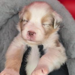 Jasmine3Girl2- RMF,NBT, blue eyes likely, CHIC-OFA-DNA-AKC Titled Parents - Red merle female Australian Shepherd puppy in South Hill, Virginia from Silverside Aussies LLC
