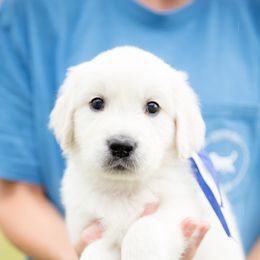 Golden Retriever Puppies from Southland Goldens