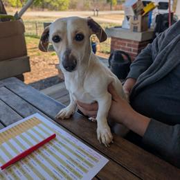 Peaches - Piebald female Dachshund puppy in Spring Hope, North Carolina from Hogan’s Lowrider Hounds