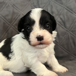 Havanese from Marcosa Havanese