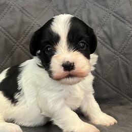 Havanese from Marcosa Havanese