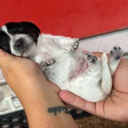 Flower - Piebald female Dachshund puppy in Allenhurst, Georgia from B’s Dapper Dachshunds