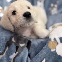 Goldendoodle, Golden Retriever, Poodle, and Shih Tzu Puppies from Platinum Paws Puppies