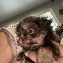 Shih Tzu Puppies from It’s a Shih Tzu world