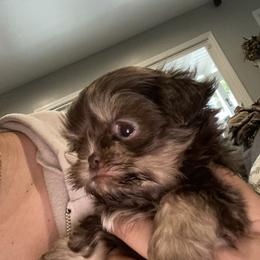 Shih Tzu Puppies from It’s a Shih Tzu world