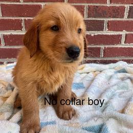 No collar boy - Dark golden male Golden Retriever puppy in Buchanan, Georgia from Morgan’s Heart of Gold Retrievers