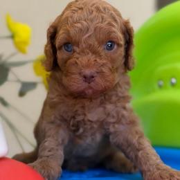 Lennox - Apricot male Cavapoo puppy in Yuciapa, California from AlltheDoodlez_