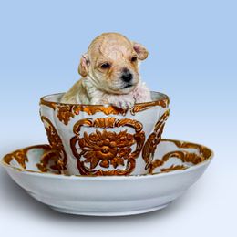 Poodle Puppies from Teacup & Toy Poodles