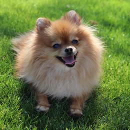 Fendi - Pomeranian