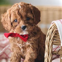 Cavalier King Charles Spaniels and Cavapoos from Adore Puppies