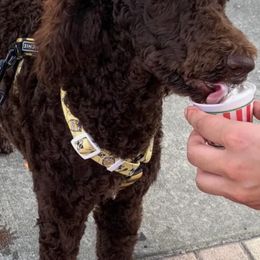 Cavapoo, Cockapoo, Goldendoodle, and Poodle All Grown Up from Clad Doodles
