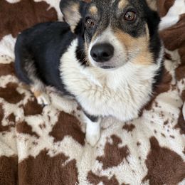 Willow - Pembroke Welsh Corgi