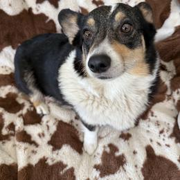 Willow - Pembroke Welsh Corgi