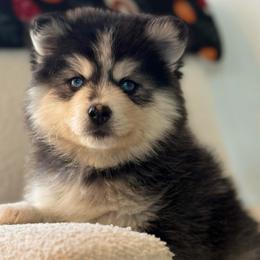Ivy - Black and white female Pomsky puppy in Mesa, Arizona from Platinum Pomskies
