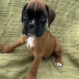 Rally - Fawn male Boxer puppy in Cicero, New York from MK Boxer Haven of CNY