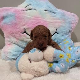 Montana (CKC) - Red  male Poodle puppy in Rainbow City, Alabama from Spinks Poodles