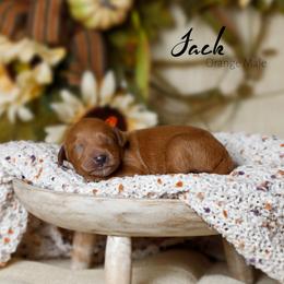 Jack - Red  male Goldendoodle puppy in Mendon, Massachusetts from Comfort & Cuddle Co