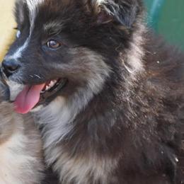 Ailsa - Black tri female Miniature Australian Shepherd puppy in Patterson, North Carolina from DreamLine Aussies