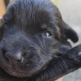 Belgian Malinois and Belgian Sheepdogs from Chaland