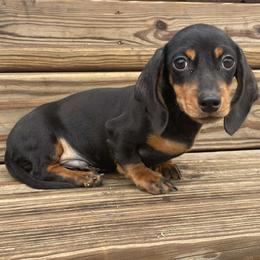 Walter - Black and tan male Dachshund puppy in Industry, Illinois from KDKs Kennels