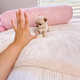 Baby Mochi - Gold female Chihuahua puppy in Jacksonville, Florida from Petits Chihuahuas