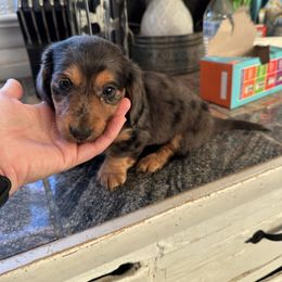 Boy 1 - Dapple male Dachshund puppy in Las Animas, Colorado from J&D Dachsies